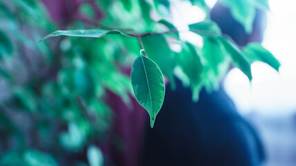 Roicissus. Birch is a houseplant. Plant for offices and shaded rooms. Roicissas diamond, comical birch. The silhouette of the man behind the birch tree. Green petals of the plant.