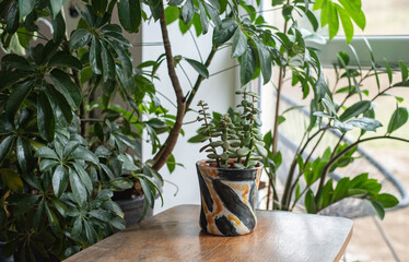 Mid-century modern ceramic flower pot with a beatiful baobab plant on a wooden table before the window