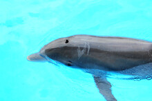 A Close-up Shot Of Bottle Nose Dolphin (Tursiops Truncatus) Swimming In Turquoise Water. 