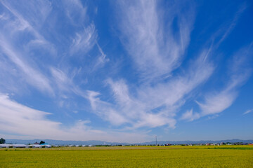 北海道の田園風景と夏の青空
