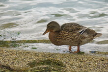 A Lone Duck On The Sandy Shore Of A Lake.