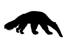 Giant Anteater Vector Silhouette Illustration Isolated On White Background. Ant Eater Animal Symbol, From South America.