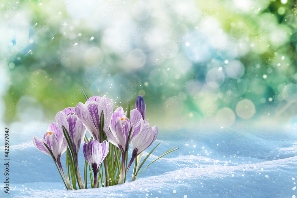 Beautiful spring crocus flowers growing through snow outdoors on sunny day, space for text - obrazy, fototapety, plakaty 
