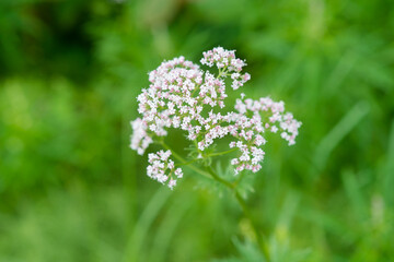 Sticker - Medicinal plants - Budding pink flowering common Valerian (Valeriana officinalis) in the summer season.