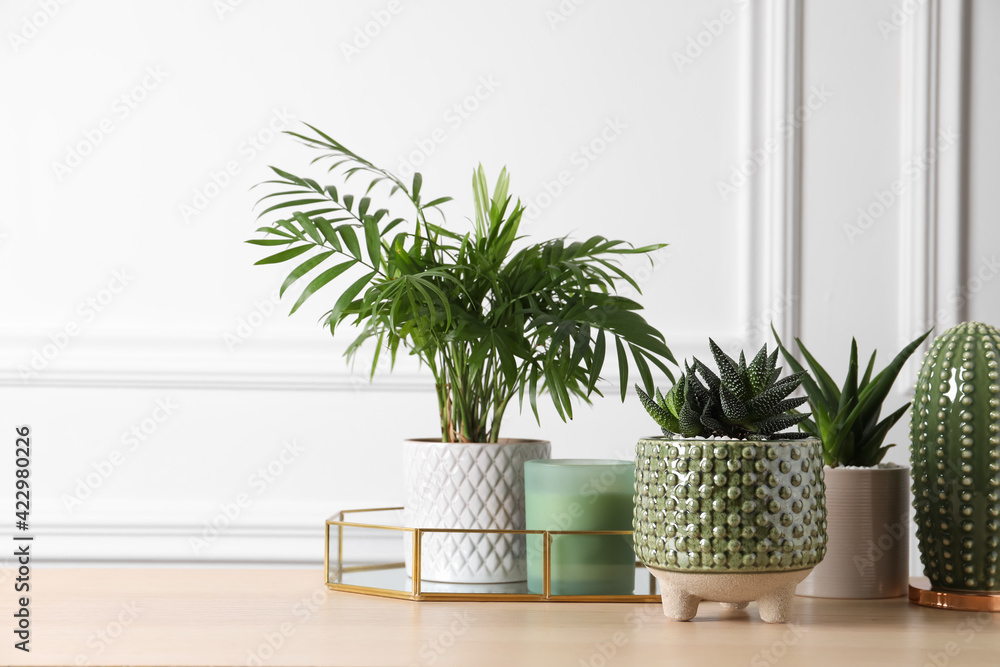 Beautiful Chamaedorea, Aloe and Haworthia in pots with decor on wooden table, space for text. Different house plants - obrazy, fototapety, plakaty 