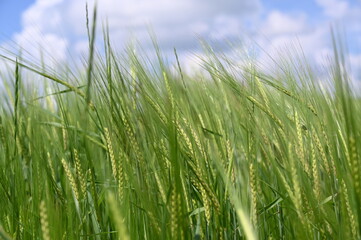 green wheat field