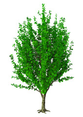 Wall Mural - 3d illustration chestnut tree on white