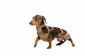 Wall Mural - Cute puppy of Dachshund dog posing isolated over white background