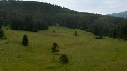 Wall Mural - video of a picturesque summer meadow surrounded by coniferous trees with meekly grazing cows, the rh
