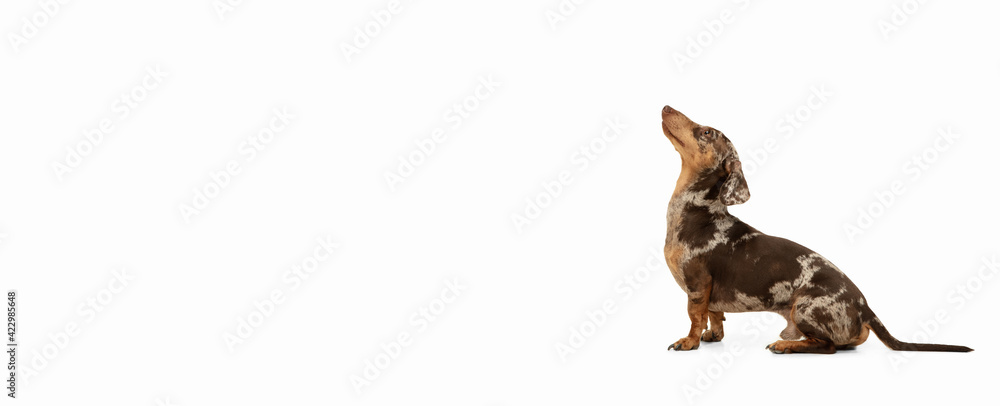 Cute puppy of Dachshund dog posing isolated over white background - obrazy, fototapety, plakaty 