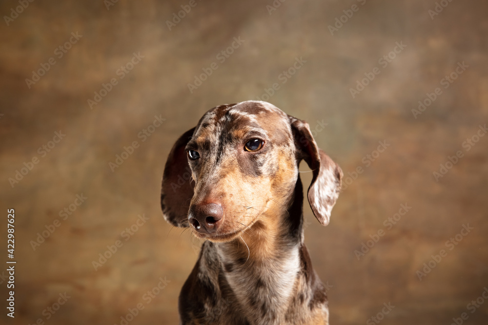 Cute puppy of Dachshund dog posing isolated over brown background - obrazy, fototapety, plakaty 