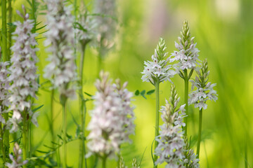 Wall Mural - Group of blooming heath spotted-orchid flowers