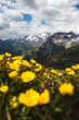 Nationalpark Hohe Tauern mit Großglockner in Sommer mit Blumen im Vordergrund