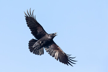 Wall Mural - A northern Raven( Corvus corax) flying and calling aggressively.