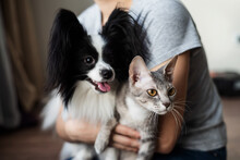 A Woman Holds In Her Hands A Brush Sphinx Cat And A Papillon Dog