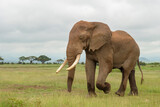 Fototapeta Sawanna - African elephant (Loxodonta africana) bull walking on savanna, Amboseli national park, Kenya.