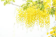 Selective Focus Cassia Fistula National Flower Of Thailand Golden Shower Tree. Golden Shower Flowers Or Ratchaphruek ,yellow Flowers Watercolor Look On White Background