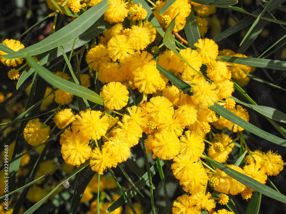 Acacia Pycnantha or golden wattle plant is shrub in the subfamily ...