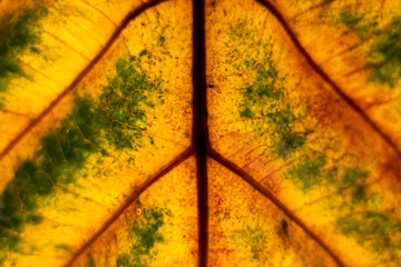 Macro shot of a leaf showing thee details of body parts.  It provides good illustration for botany or botanical study or plant study. 