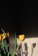 Yellow Tulips On Black Background