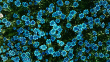 Multicolored Flower Background. Floral Wallpaper With Teal Roses. 3D Render
