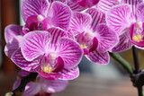Fototapeta Storczyk - Close-up of a group of purple orchid flowers.