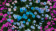Multicolored Flower Background. Floral Wallpaper With Pink, Lilac And Blue Roses. 3D Render