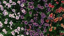 Multicolored Flower Background. Floral Wallpaper With Violet, Purple And Orange Roses. 3D Render