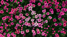 Multicolored Flower Background. Floral Wallpaper With Pink Roses. 3D Render