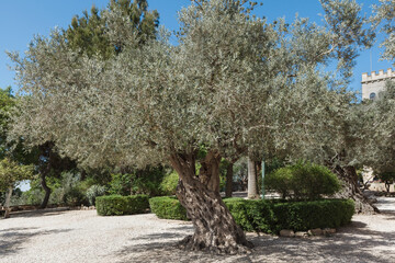 Olive tree in the city park