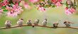  flock of small baby sparrows sits on a branch in a spring sunny garden
