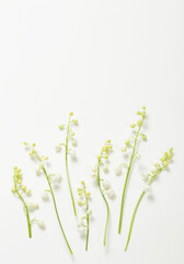 Wall Mural - may lily flowers on white background