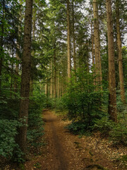 Wall Mural - walk in the forest