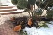 Szczęśliwe kury kopią w ziemi w ogrodzie