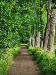 Wall Mural - path in the forest