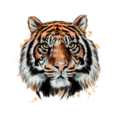 Fototapete - Tiger head portrait from a splash of watercolor, colored drawing, realistic. Vector illustration of paints