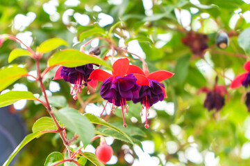 Wall Mural - Vibrant color saturated fuchsia hybrida in a flower park