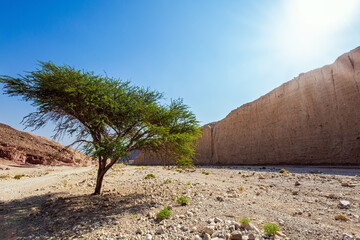 Wall Mural - Entrance to the Black Canyon