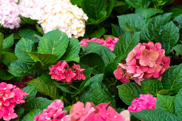 Wall Mural - Blooming hydrangea flowers in a plant store in Asia