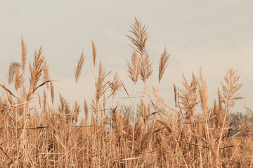 Naklejka na meble Pampas grass in grey sky. Abstract natural minimal background of Cortaderia selloana fluffy plants moving in the wind.