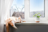 Fototapeta  - White-red fluffy cat sleeping on the windowsill of living room