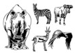 Vector set of animals isolated on white background, African collection elements