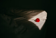 Delicate Red Rose Flower Placed On White Bedsheet In Room With Bright Sunlight