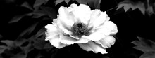 Camellia Flower With Blurred Background. Black White Photo.