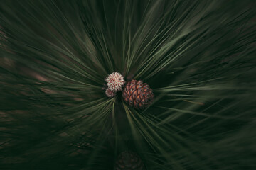 Close-up of a pineapple on a tree