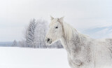 Fototapeta  - White horse standing on snow field, side view detail on head, blurred trees in background