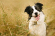 © Miguel Valls/ADDICTIVE STOCK - Adorable fluffy Border Collie dog sitting with tongue out in grass in field and looking at camera