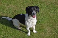 Cute Black And White Terrier Sitting On Grass With Tongue Out , Alert And Obedient