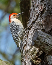 Red Bellied Woodpecker On A Tree