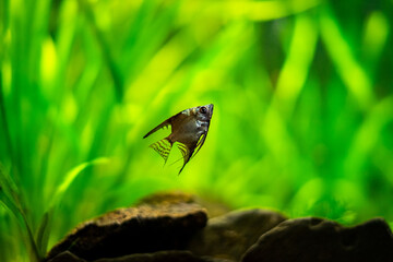 amazon blue Angelfish (Pterophyllum scalare) swimming in tank fish with blurred background